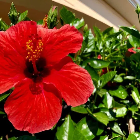 Casa Dolce Hibiscus