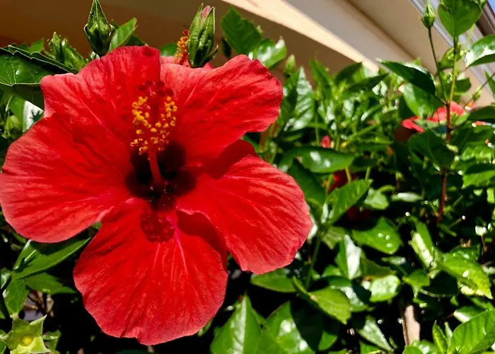 Casa Dolce Hibiscus